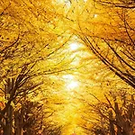 Grand Residence Stripe Sapporo
