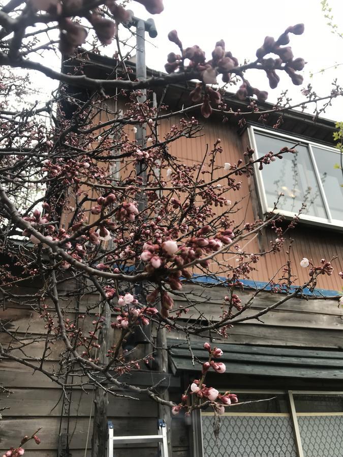 Shabby House *