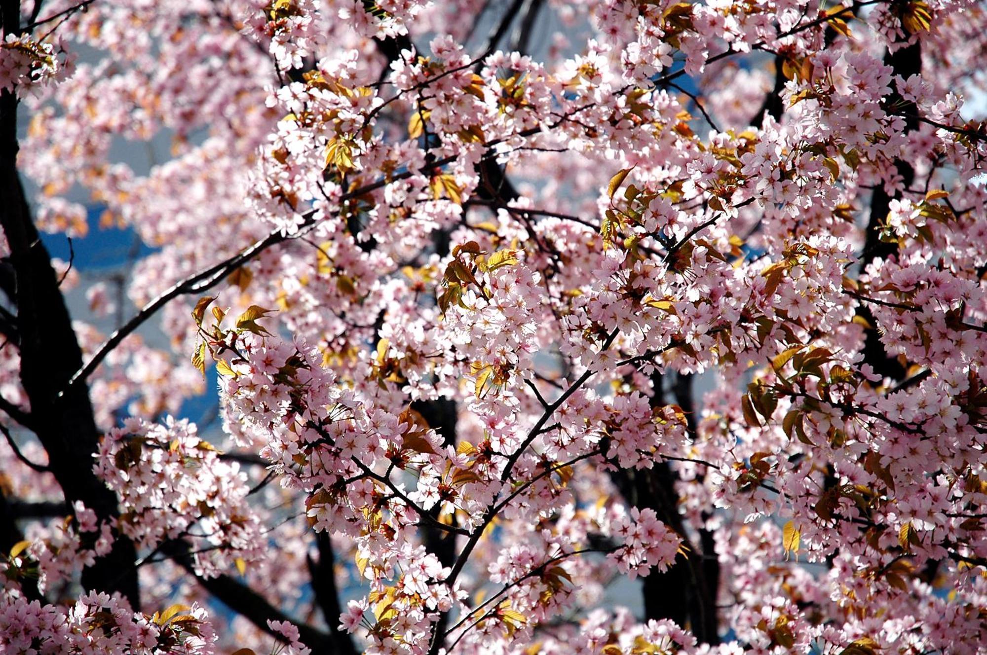 Prima Sapporo