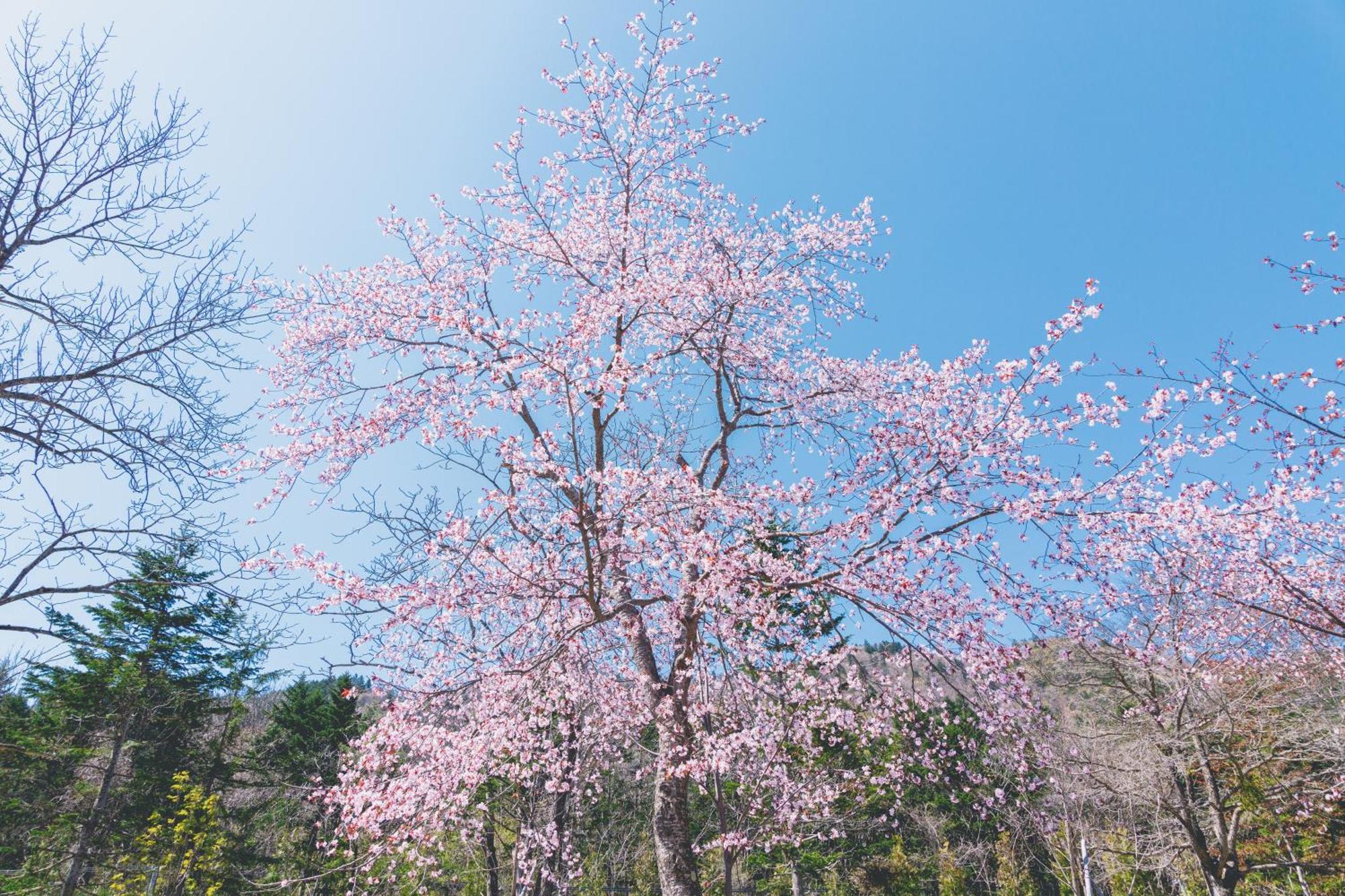 Okujozankei Onsen Kasho Gyoen 5* Sapporo