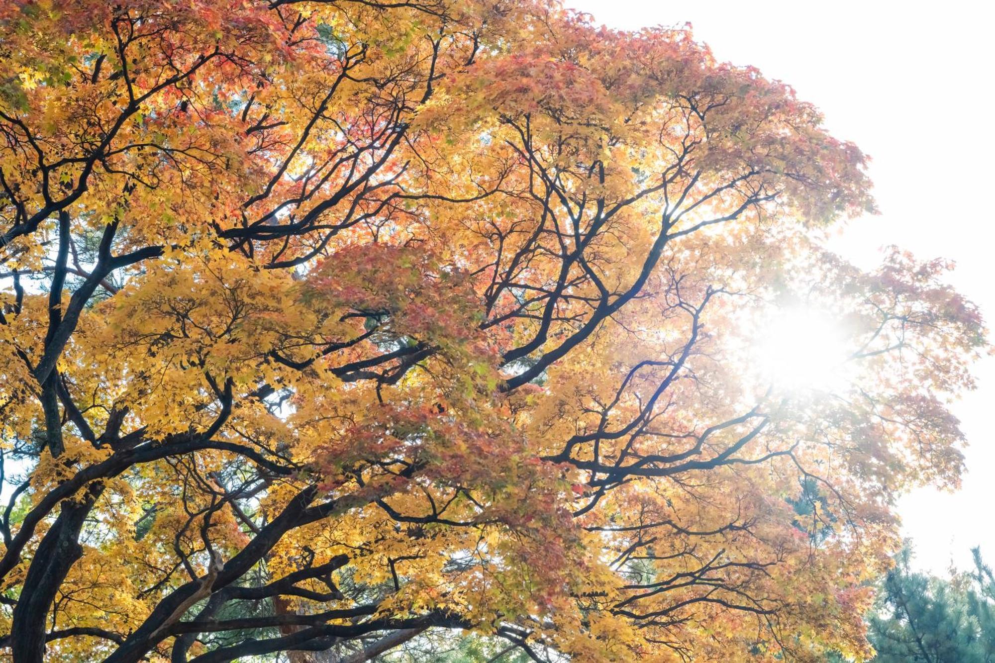 Mystays Nakajima Park 4* Sapporo